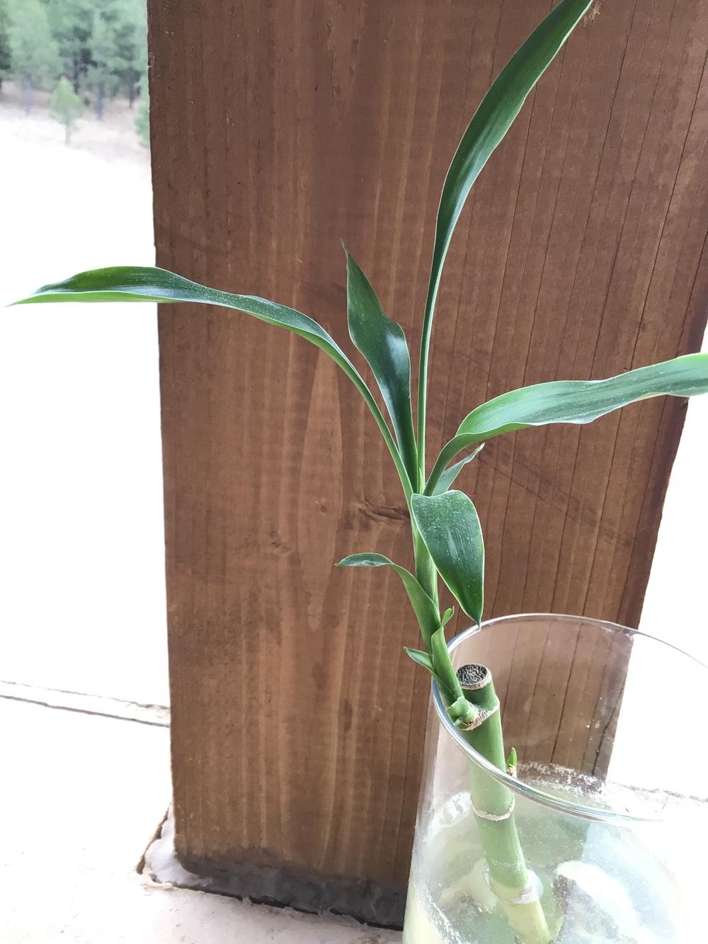 Photo of Lucky Bamboo (Dracaena sanderiana) uploaded by Fieldsof_flowers