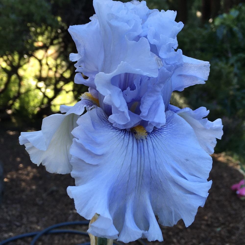 Photo of Tall Bearded Iris (Iris 'Platinum Passion') uploaded by Neela