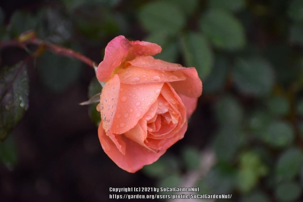 Photo of Rose (Rosa 'Lady Emma Hamilton') uploaded by SoCalGardenNut