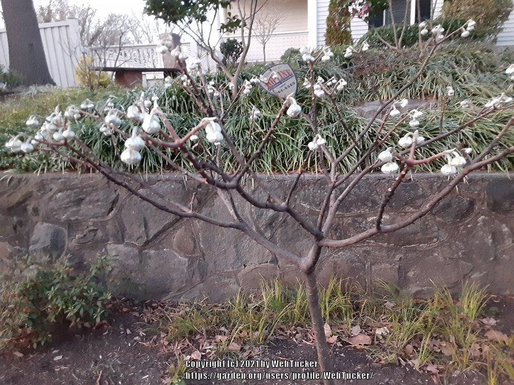 Photo of Oriental Paperbush (Edgeworthia chrysantha) uploaded by WebTucker