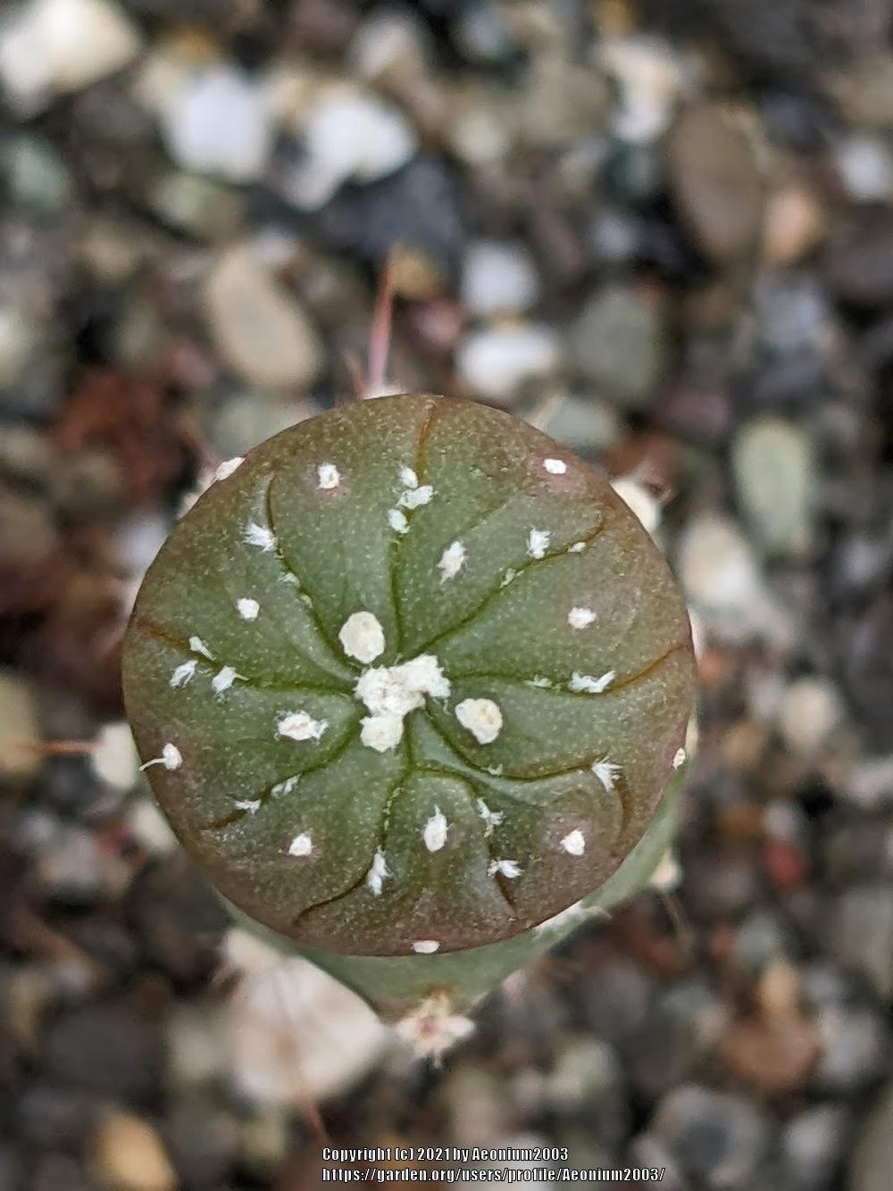 Photo of Texas Star Cactus (Astrophytum asterias) uploaded by Aeonium2003