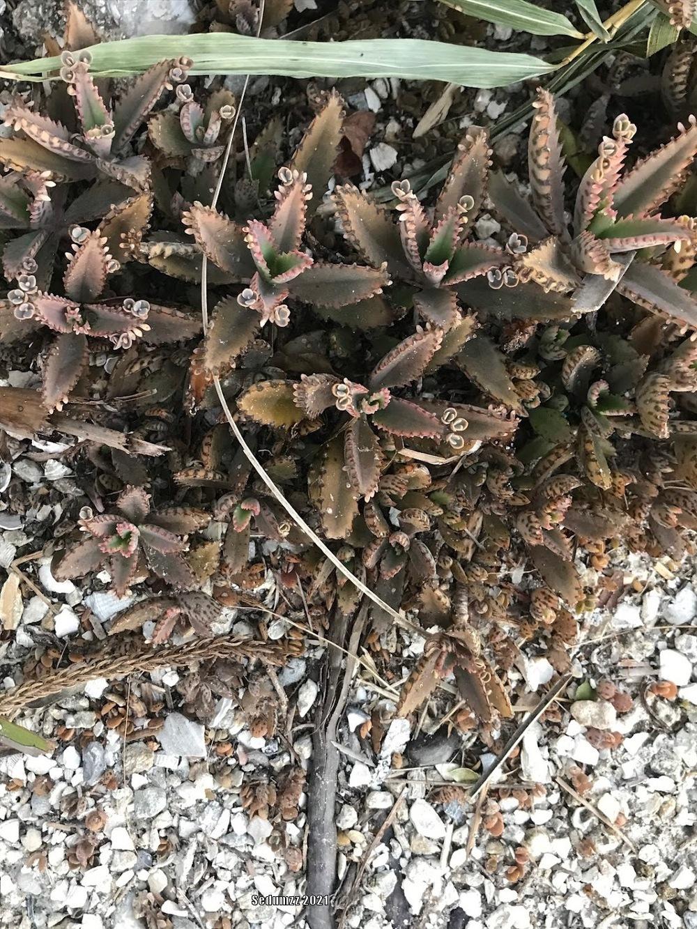 Photo of Mother of Thousands (Kalanchoe 'Houghtonii') uploaded by sedumzz