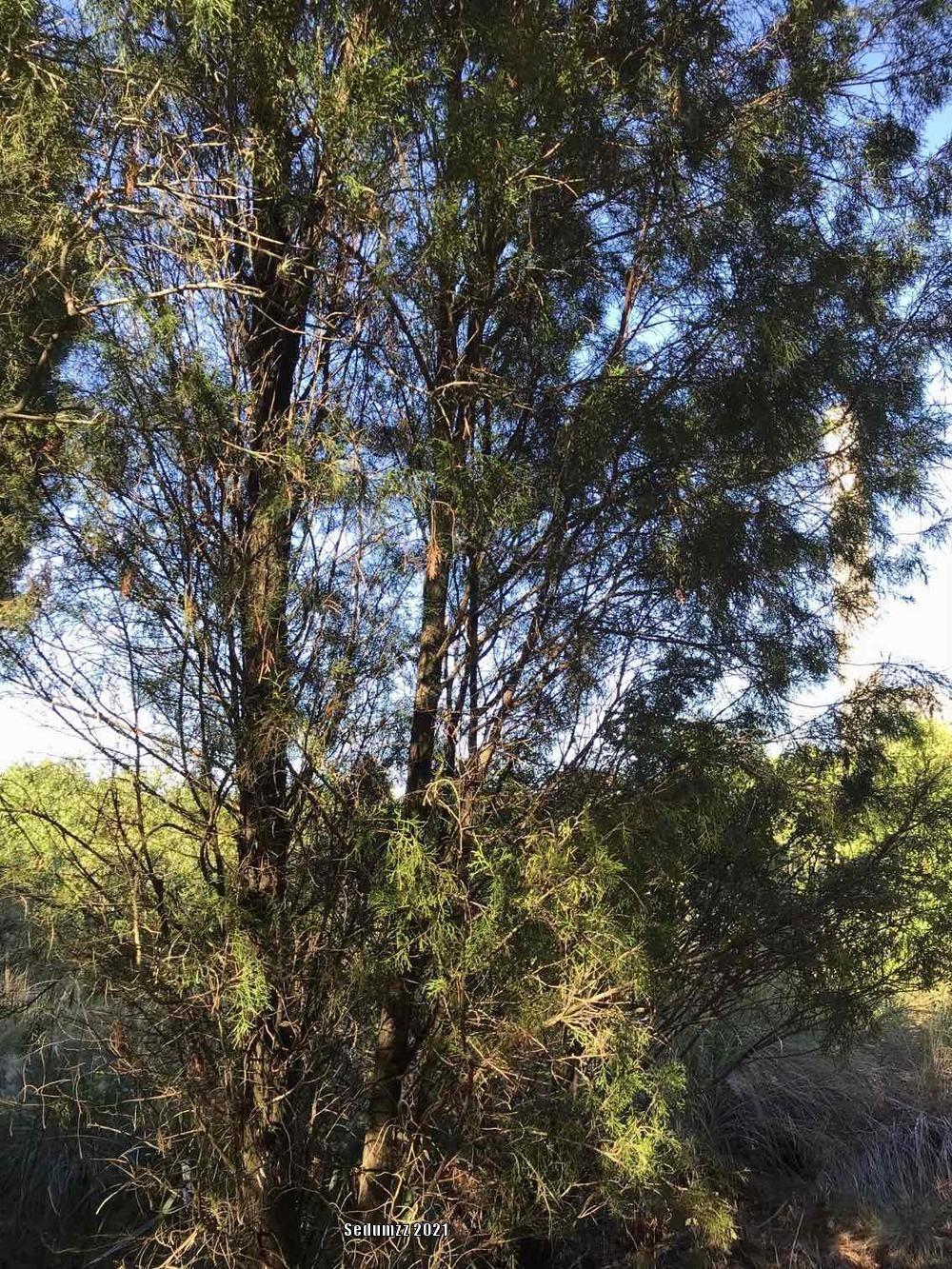 Photo of Eastern Red Cedar (Juniperus virginiana) uploaded by sedumzz