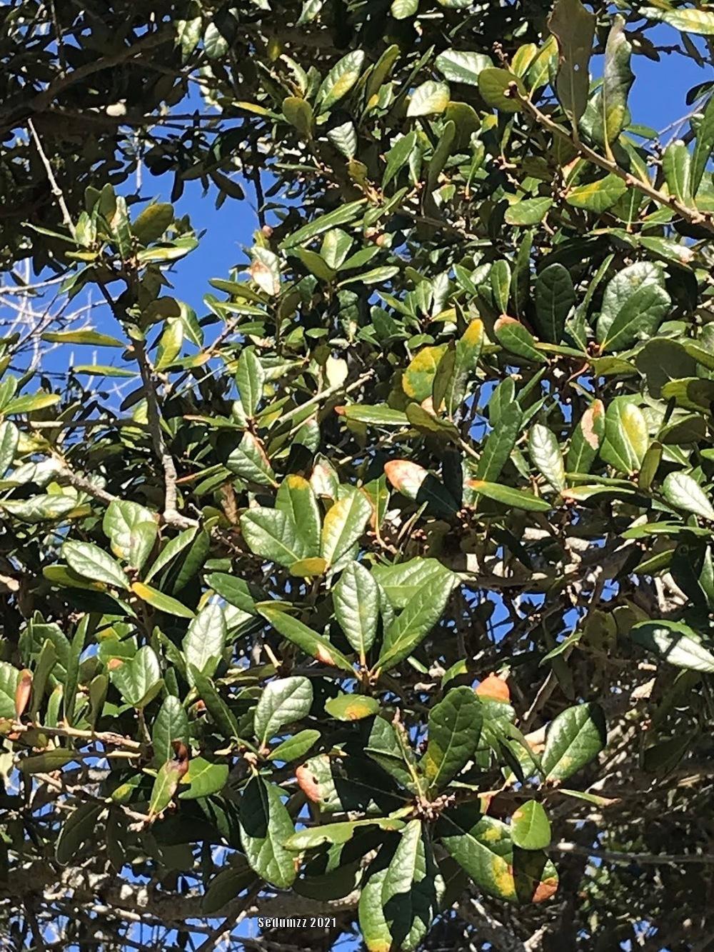 Photo of Live Oak (Quercus virginiana) uploaded by sedumzz