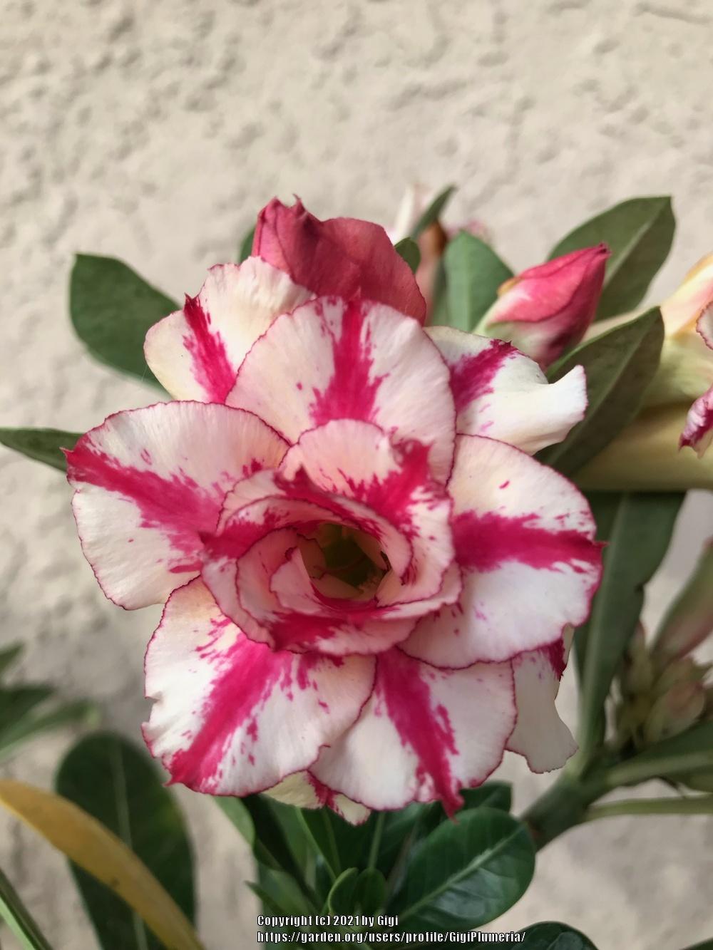 Photo of Desert Rose (Adenium obesum 'Mrs. Rose') uploaded by GigiPlumeria
