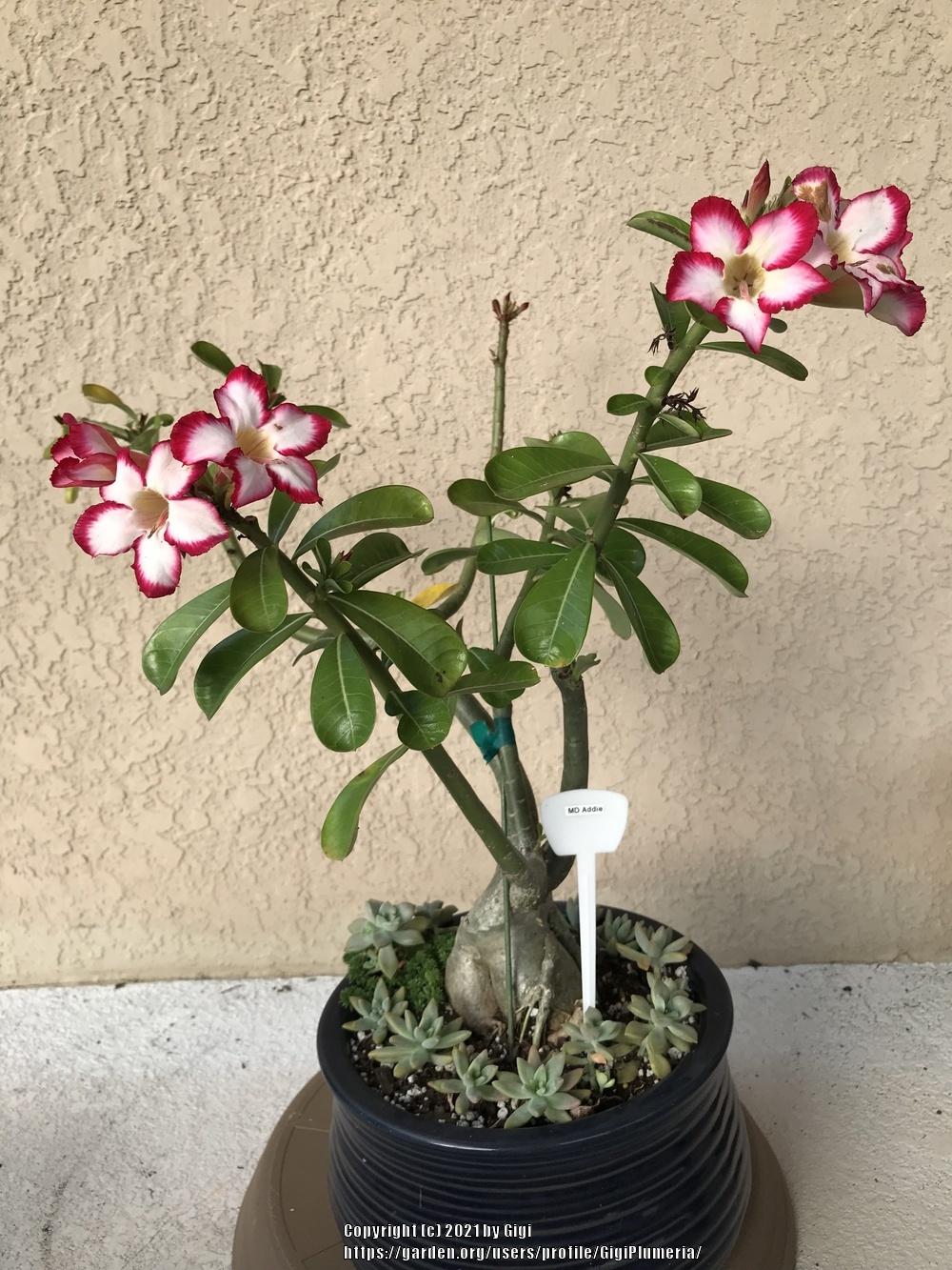 Photo of Desert Rose (Adenium obesum subsp. obesum) uploaded by GigiPlumeria