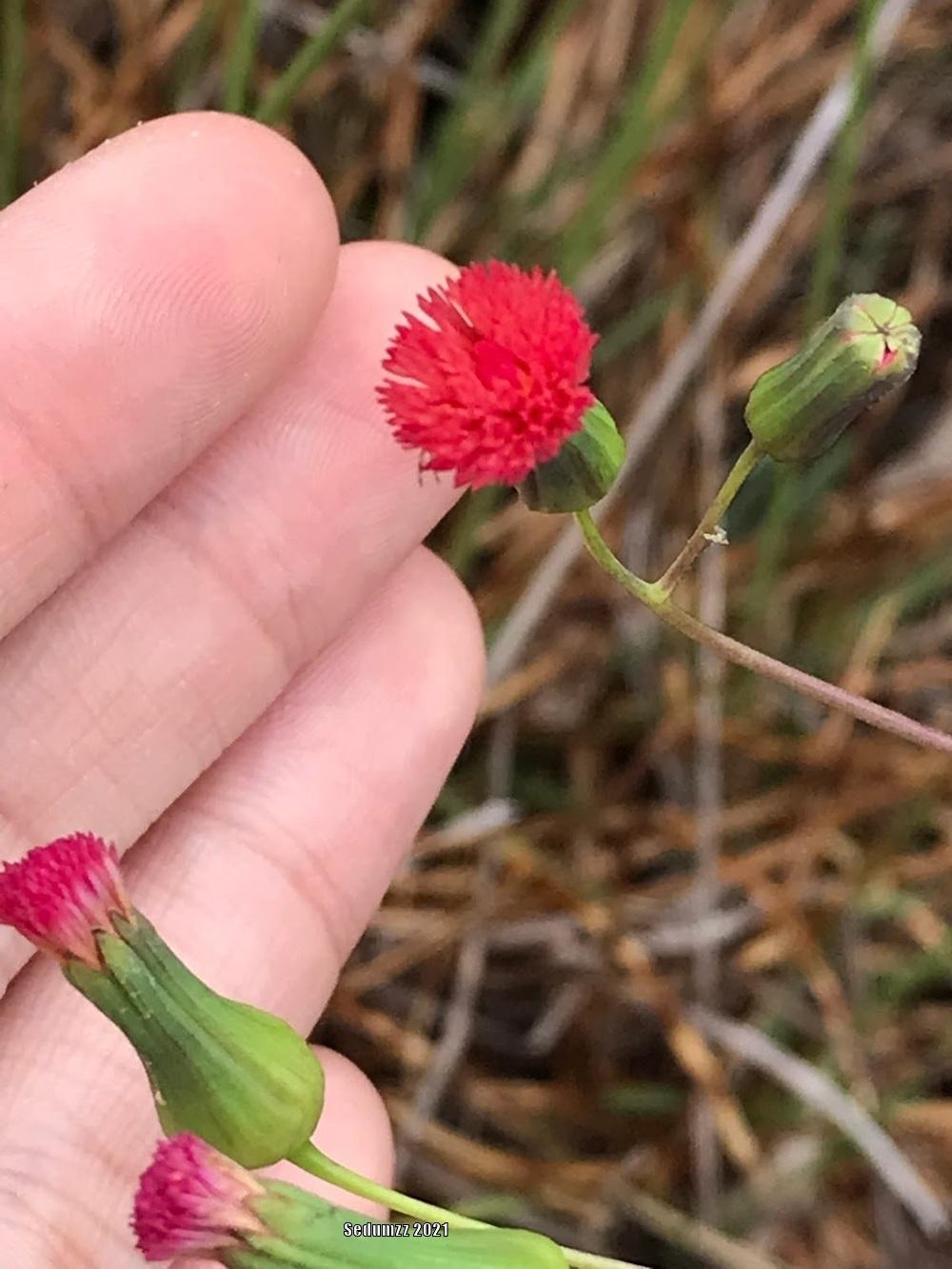 Photo of Florida Tassel Flower (Emilia fosbergii) uploaded by sedumzz