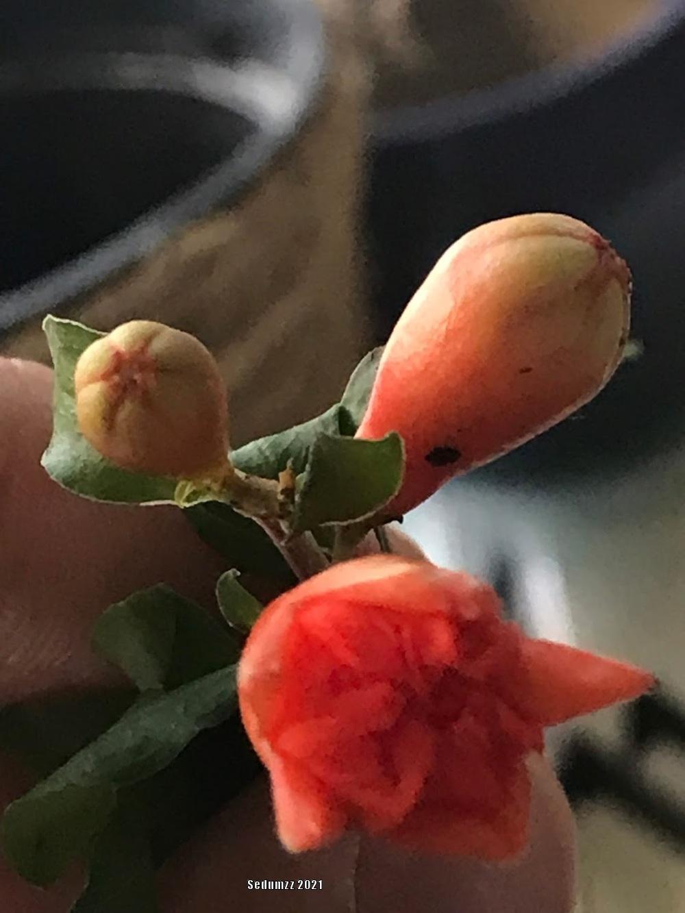 Photo of Dwarf Pomegranate (Punica granatum 'Nana') uploaded by sedumzz