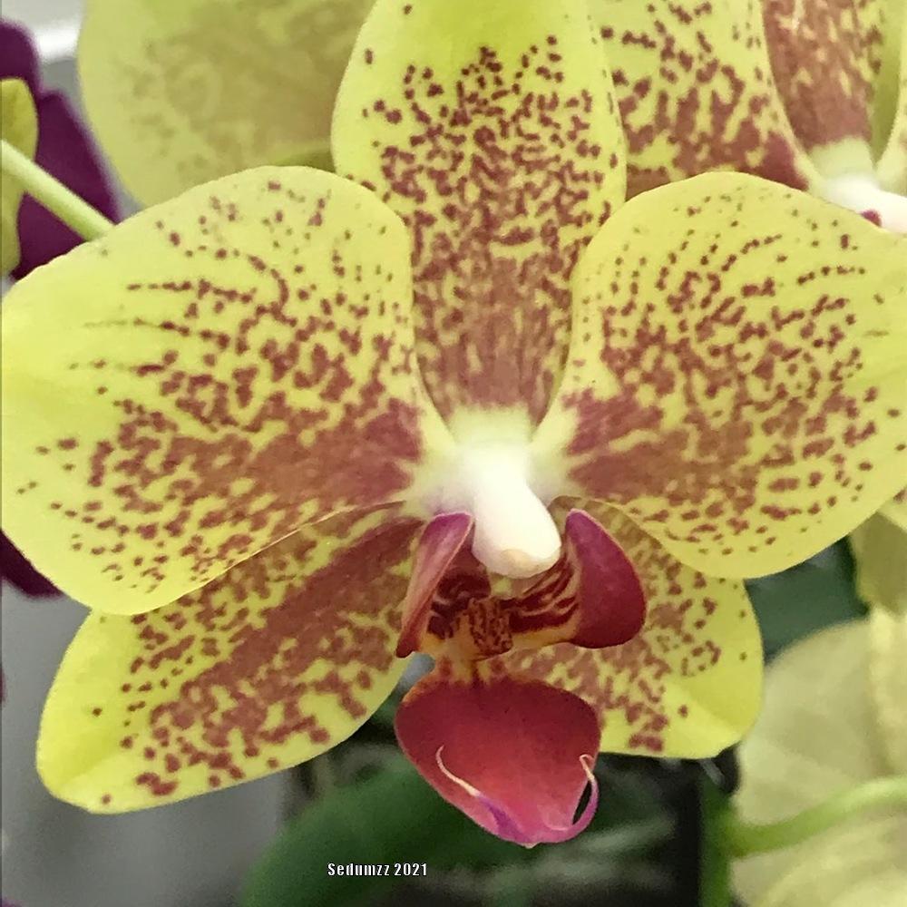 Photo of Orchid (Phalaenopsis Sogo David) uploaded by sedumzz