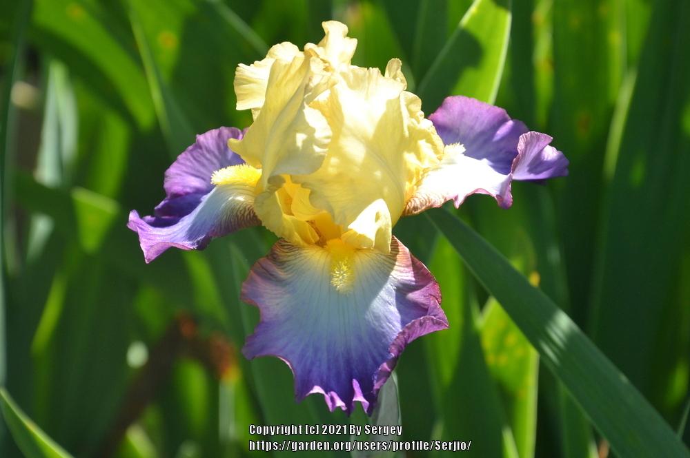 Photo of Tall Bearded Iris (Iris 'Gérard Brière') uploaded by Serjio