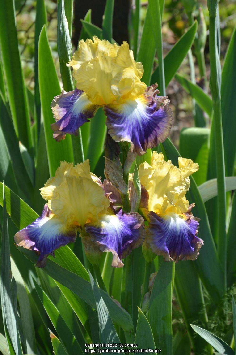 Photo of Tall Bearded Iris (Iris 'Definition') uploaded by Serjio