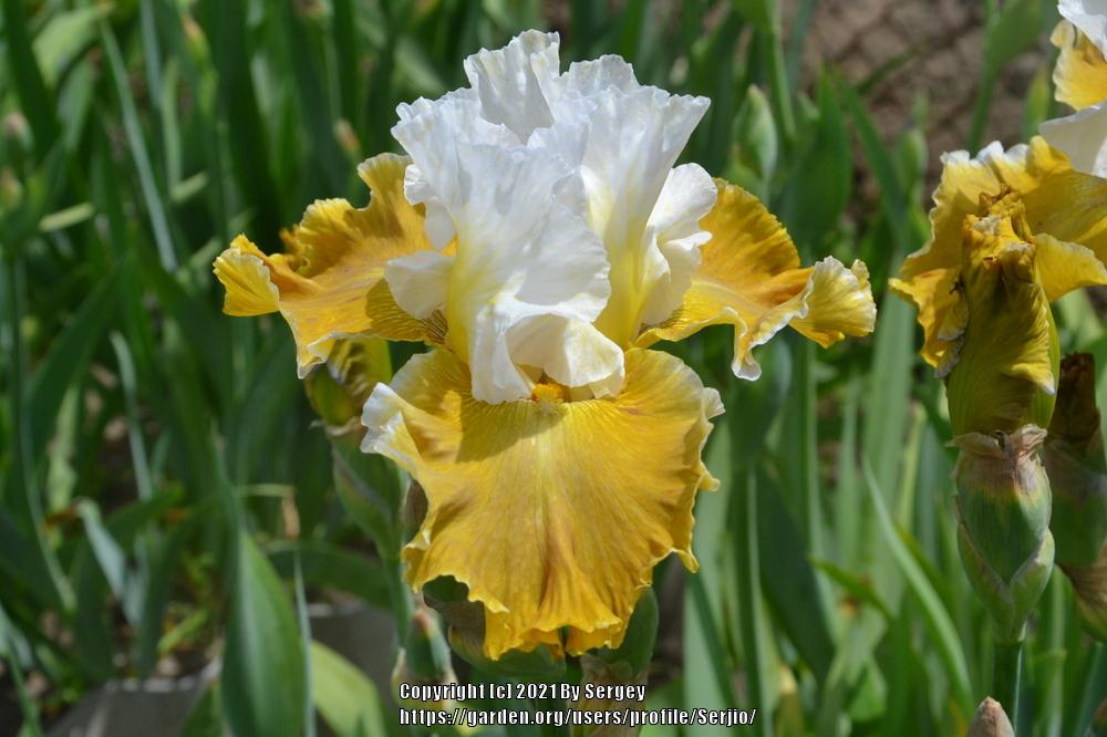 Photo of Tall Bearded Iris (Iris 'Going Green') uploaded by Serjio
