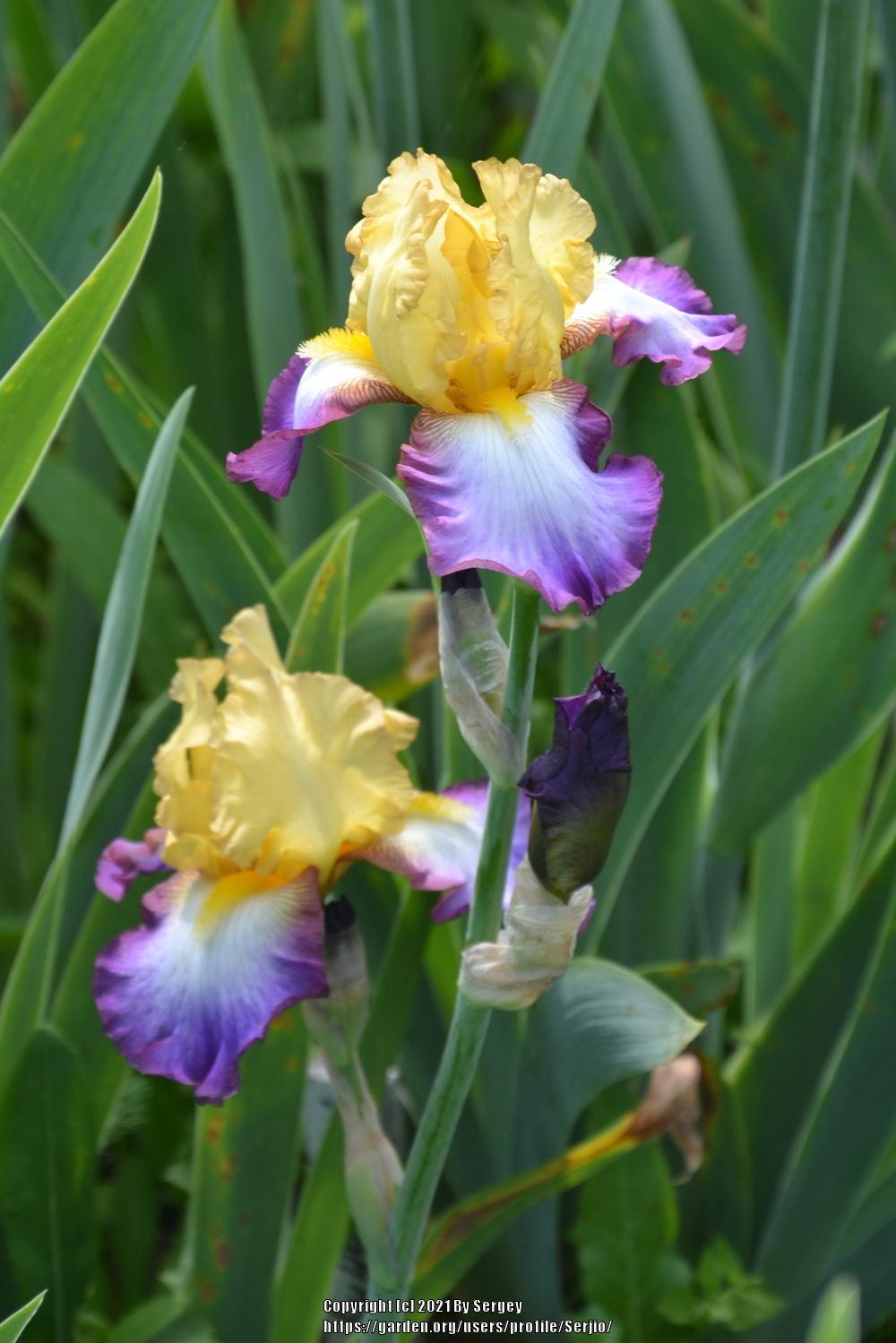 Photo of Tall Bearded Iris (Iris 'Gérard Brière') uploaded by Serjio