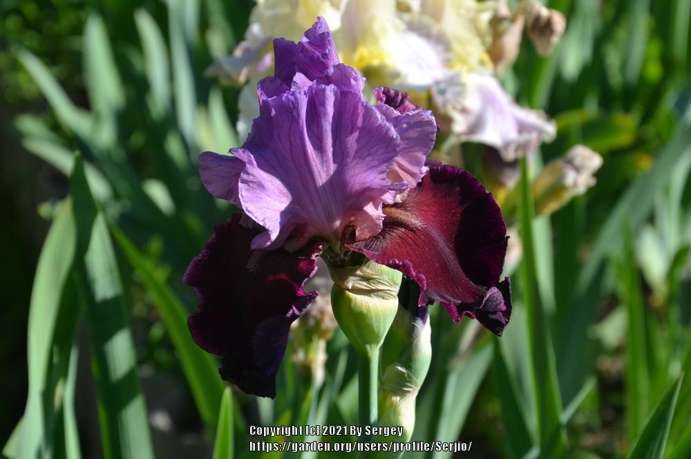Photo of Tall Bearded Iris (Iris 'Italian Velvet') uploaded by Serjio