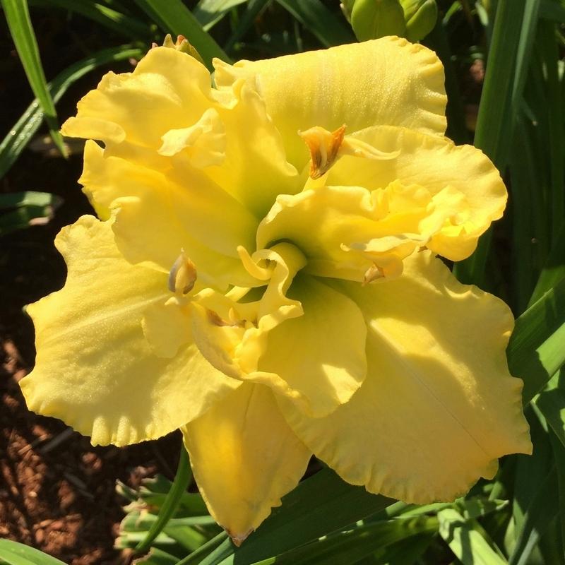 Photo of Daylily (Hemerocallis 'Heavenly Mellow Yellow') uploaded by Joy