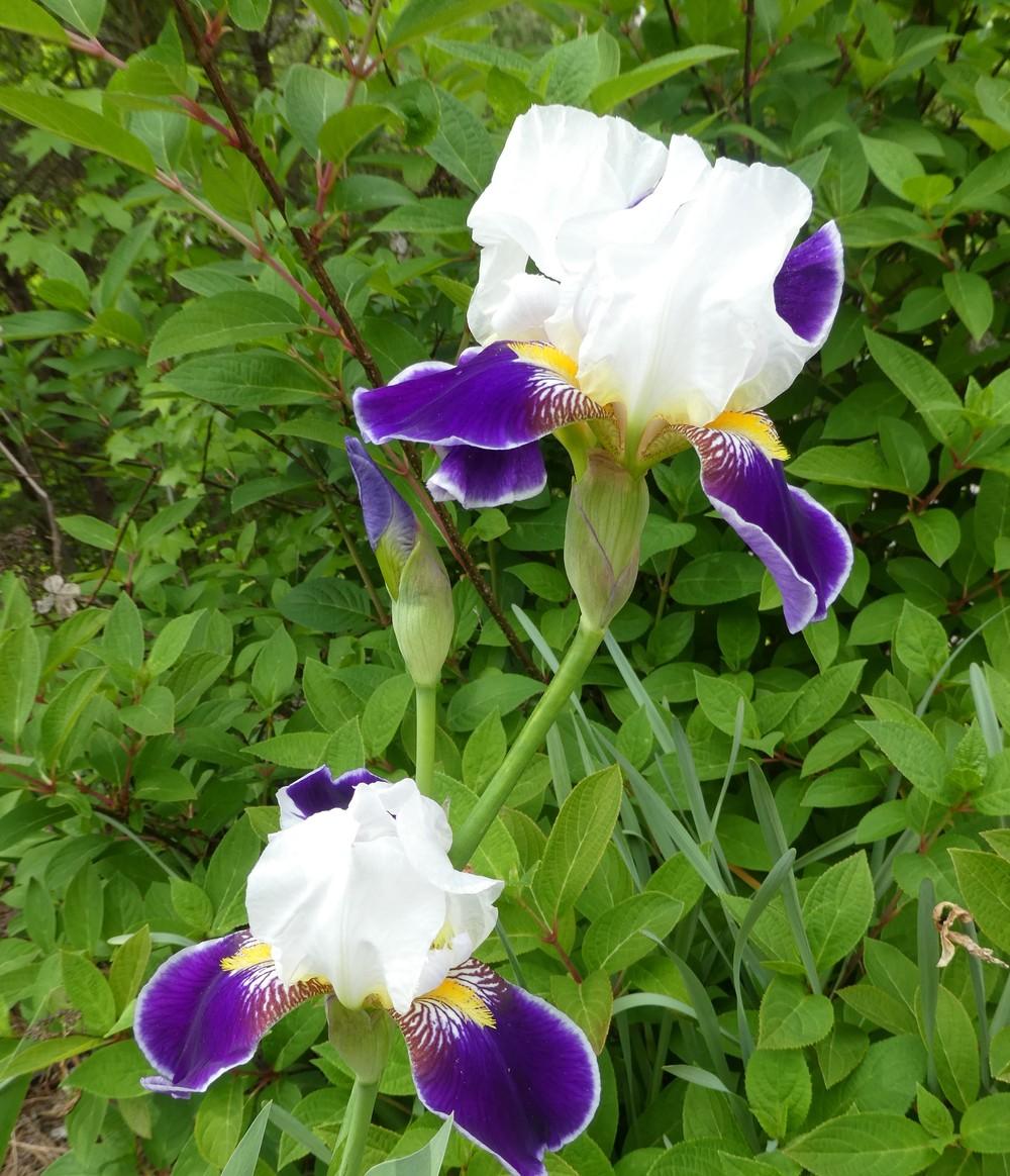 Photo of Tall Bearded Iris (Iris 'Wabash') uploaded by LoriMT