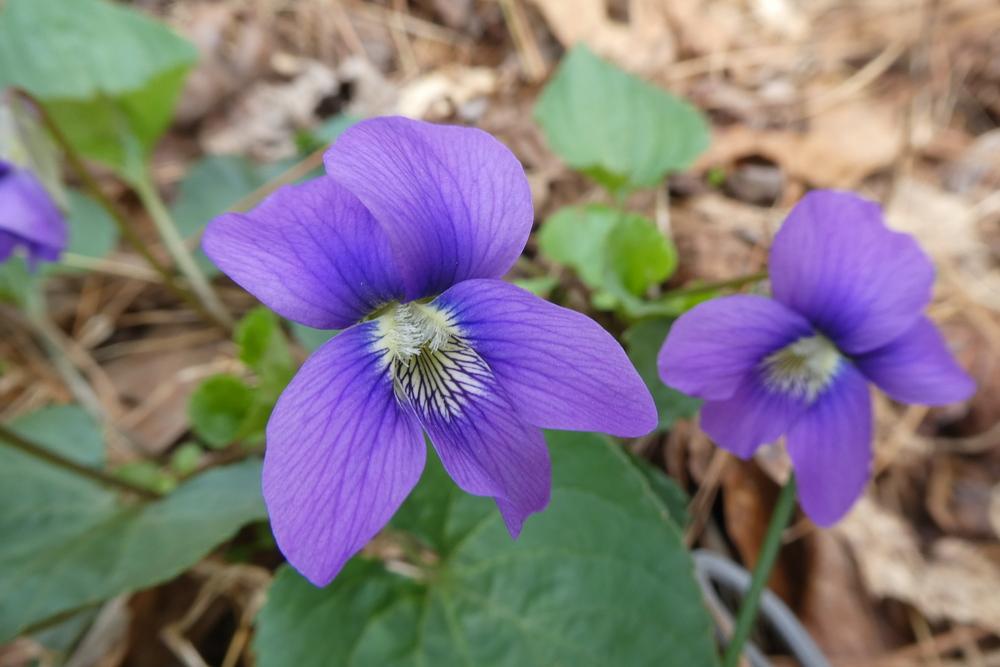Photo of Common Blue Violet (Viola sororia) uploaded by LoriMT