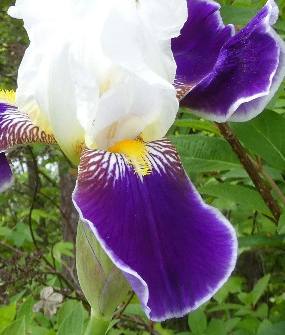 Photo of Tall Bearded Iris (Iris 'Wabash') uploaded by LoriMT