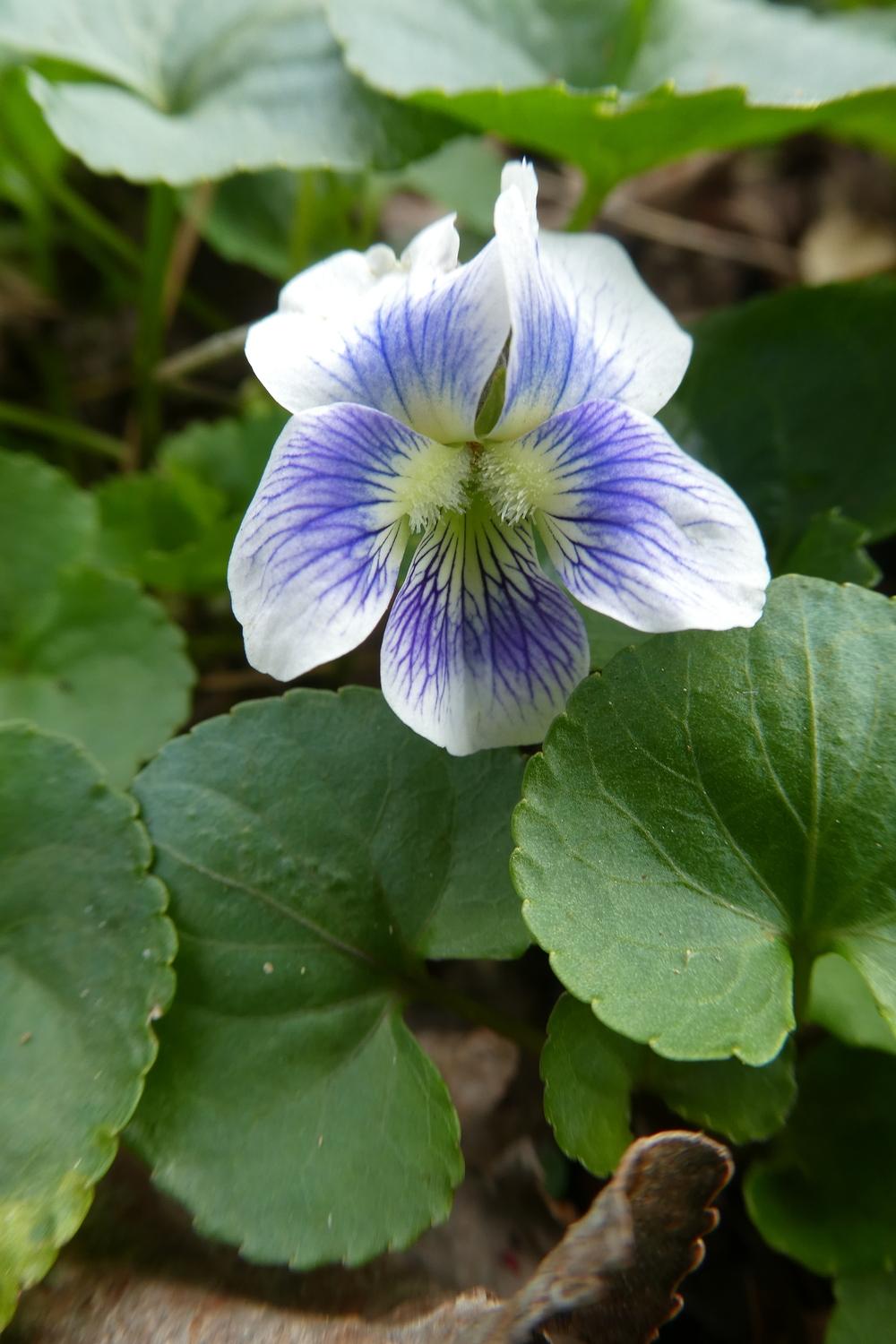 Photo of Common Blue Violet (Viola sororia) uploaded by LoriMT