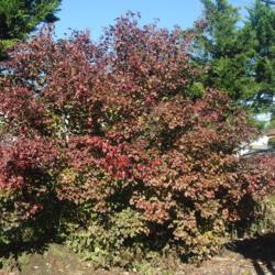 Location: Downingtown, Pennsylvania
Date: 2021-11-12
shrub from seedling in neighbor's yard in fall color