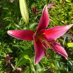Location: my garden in Dawsonville, GA (zone 7b north Geogia mountains)
Date: 2021-06-14
bloom just opening