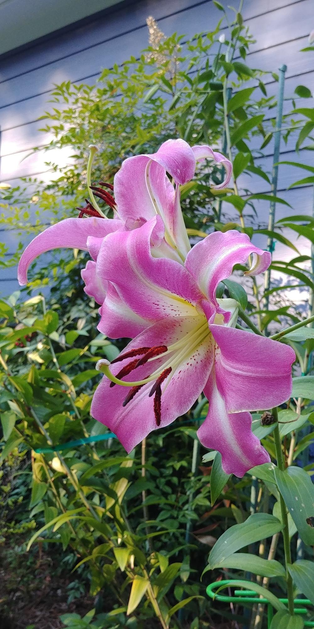 Photo of Lily (Lilium 'Purple Lady') uploaded by LoriMT