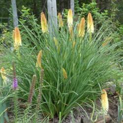 Location: my garden in Dawsonville, GA (zone 7b north Geogia mountains)
Date: 2021-07-12
large clump from 5 bulbs planted 6 years ago