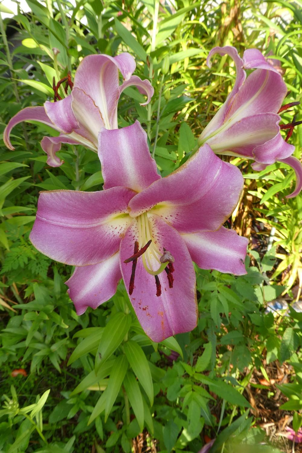 Photo of Lily (Lilium 'Purple Lady') uploaded by LoriMT