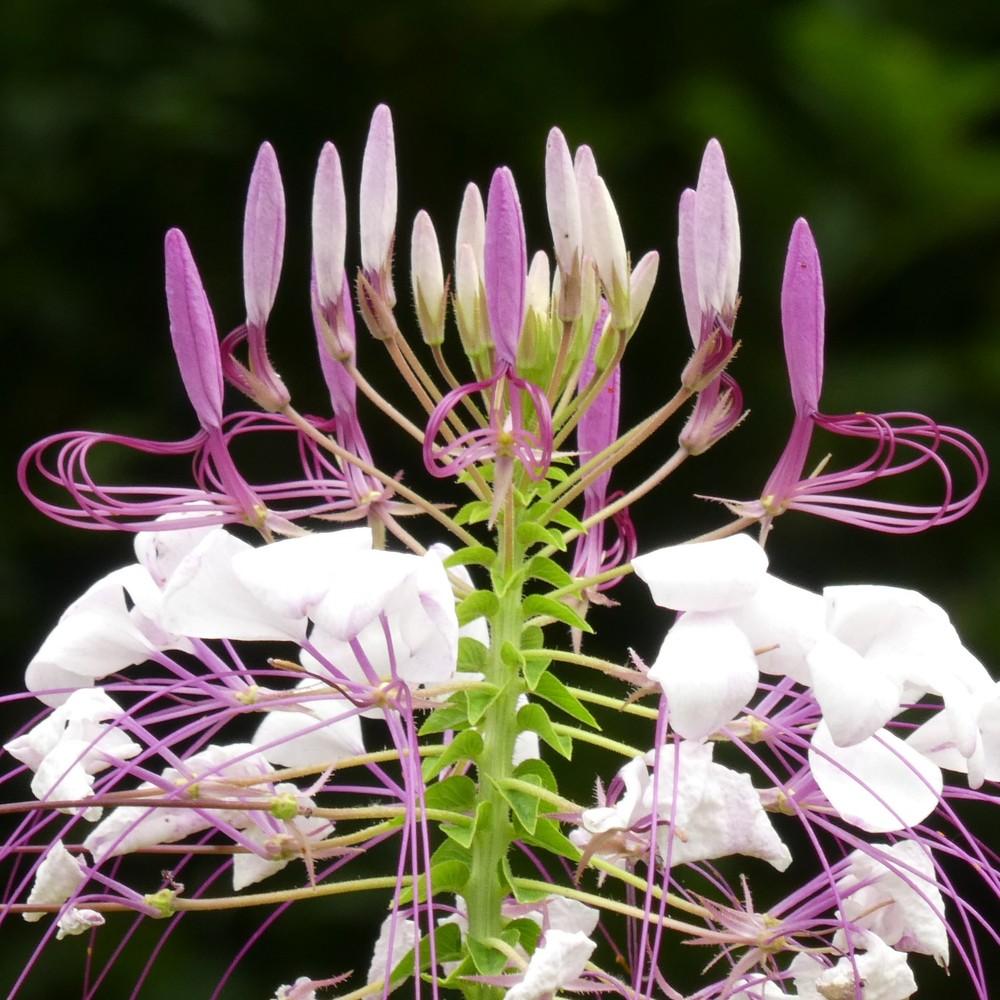 Photo of Cleome uploaded by LoriMT