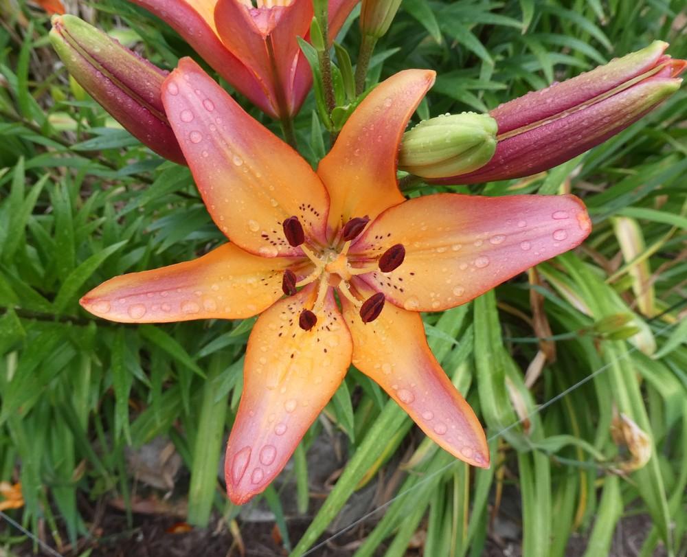 Photo of Lily (Lilium 'Royal Sunset') uploaded by LoriMT