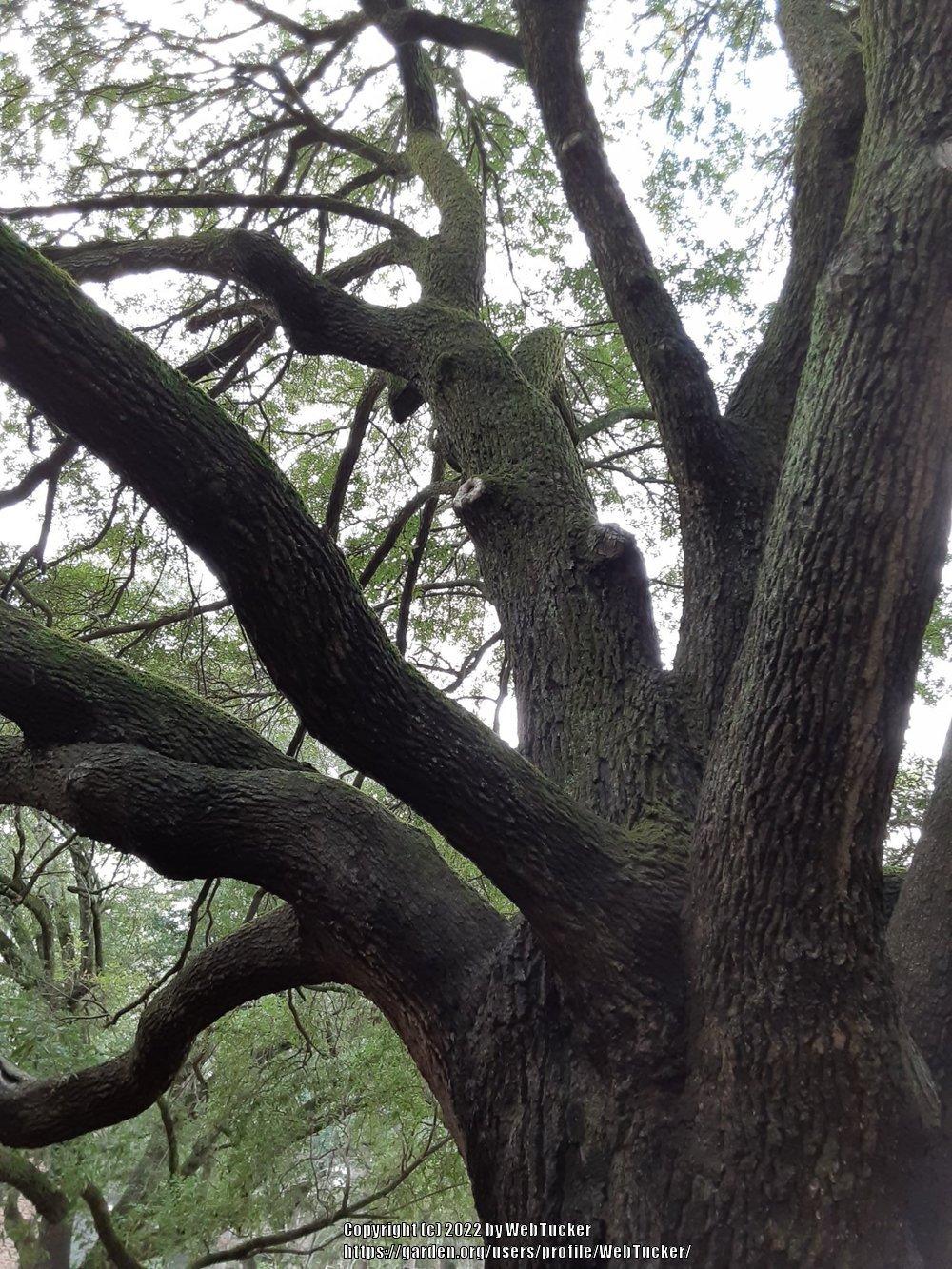 Photo of Live Oak (Quercus virginiana) uploaded by WebTucker