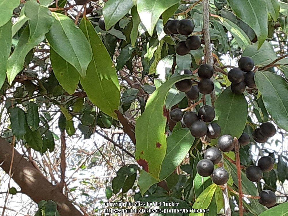 Photo of Wild Black Cherry (Prunus serotina) uploaded by WebTucker