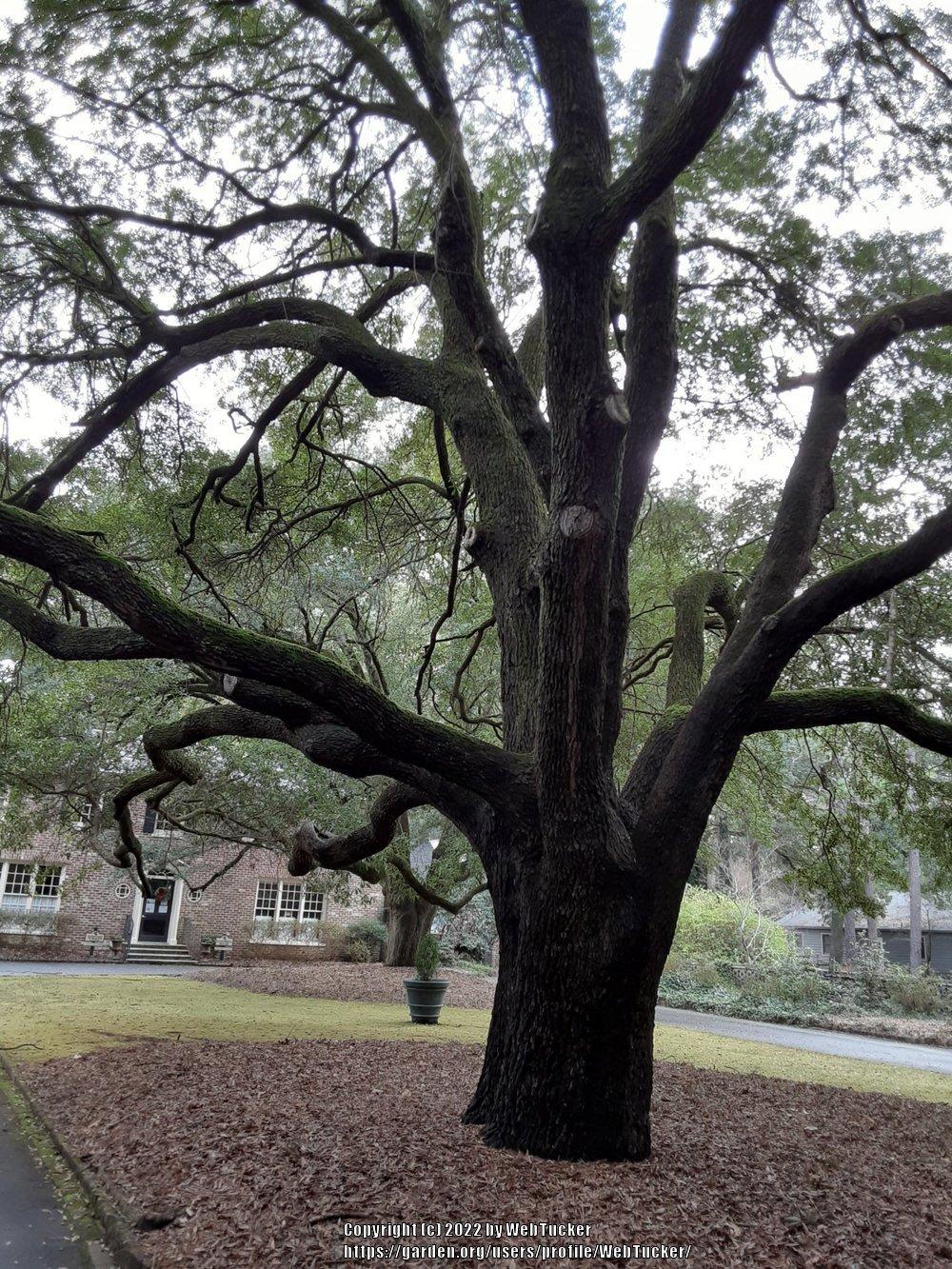 Photo of Live Oak (Quercus virginiana) uploaded by WebTucker
