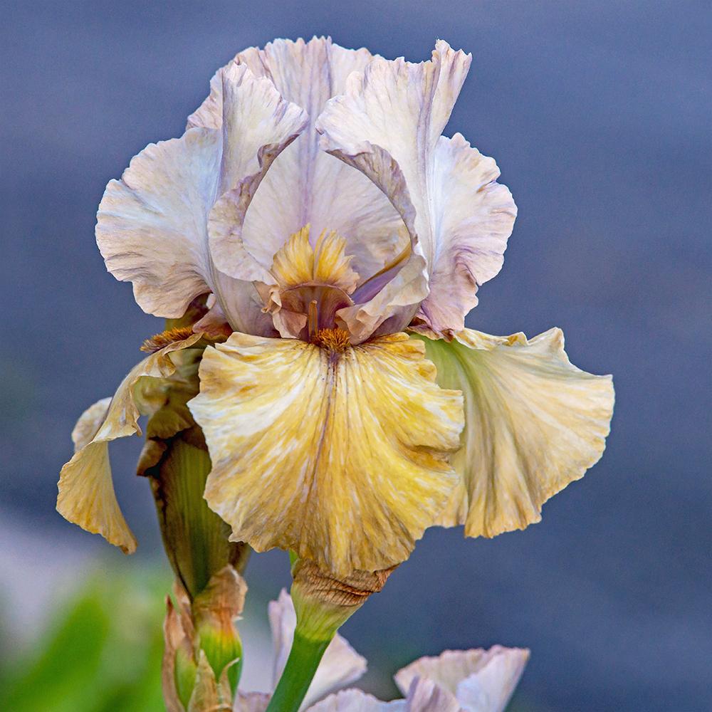 Photo of Arilbred Iris (Iris 'Desert Spirit') uploaded by dirtdorphins