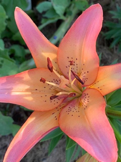 Photo of Lily (Lilium 'Royal Sunset') uploaded by jkporter