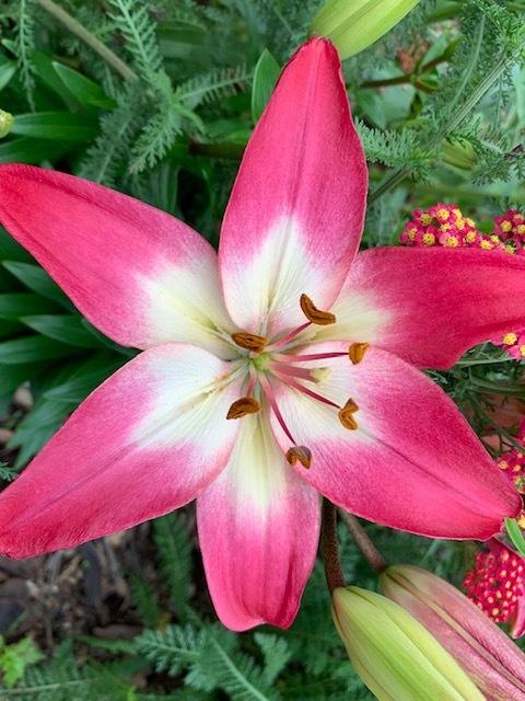 Photo of Lily (Lilium Lily Looks™ Tiny Diamond) uploaded by jkporter
