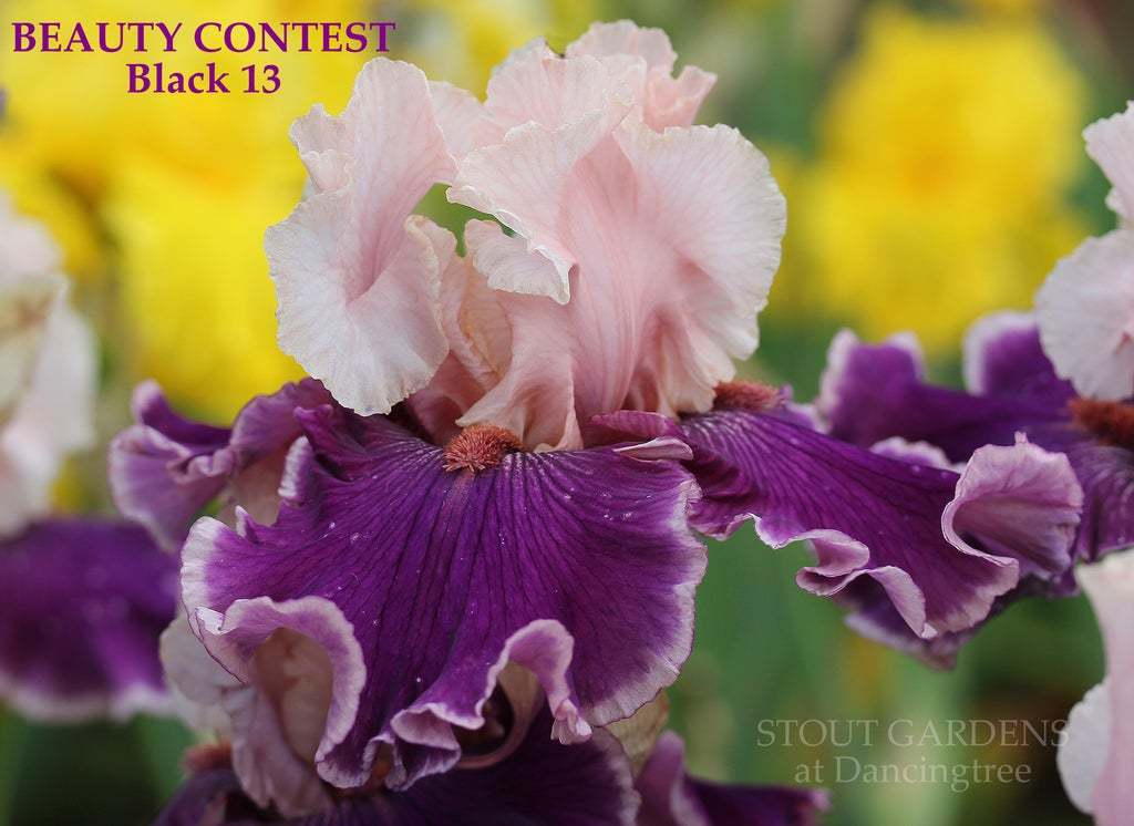 Photo of Tall Bearded Iris (Iris 'Beauty Contest') uploaded by Joy