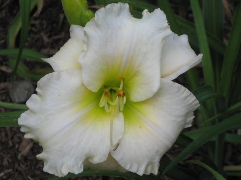Photo of Daylily (Hemerocallis 'Whiter Shade') uploaded by Joy