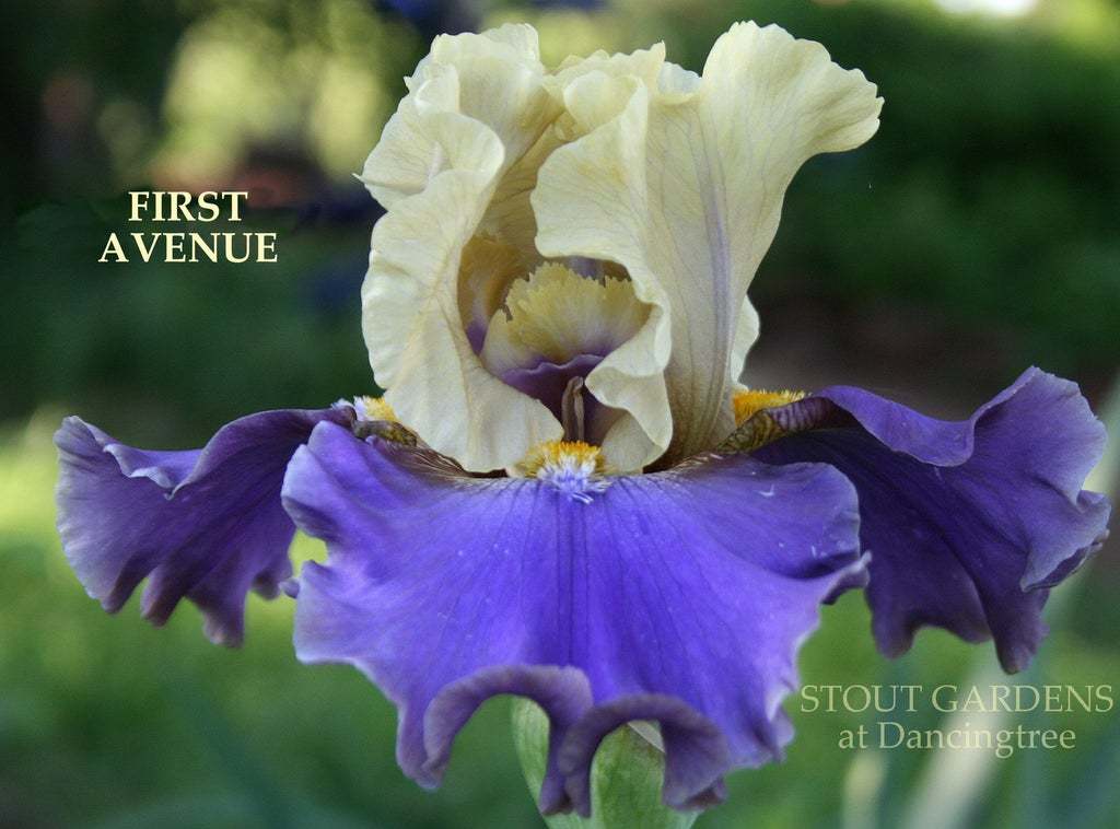 Photo of Tall Bearded Iris (Iris 'First Avenue') uploaded by Joy
