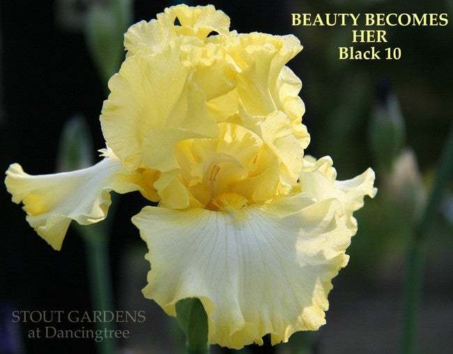 Photo of Tall Bearded Iris (Iris 'Beauty Becomes Her') uploaded by Joy