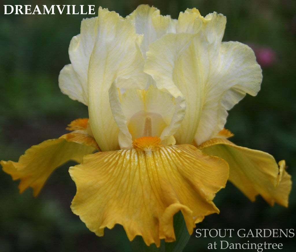 Photo of Tall Bearded Iris (Iris 'Dreamville') uploaded by Joy