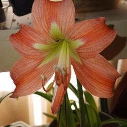 Location: Plano, TX
Date: 2022-01-06
Grown from seed. Flower is actually a peach color.