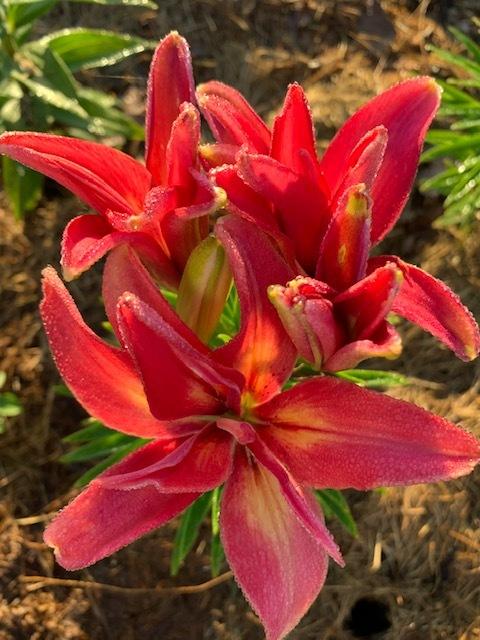 Photo of Lily (Lilium 'Strawberry Custard') uploaded by jkporter