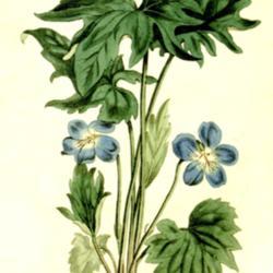 
Date: c. 1801
illustration from 'Curtis's Botanical Magazine', 1801