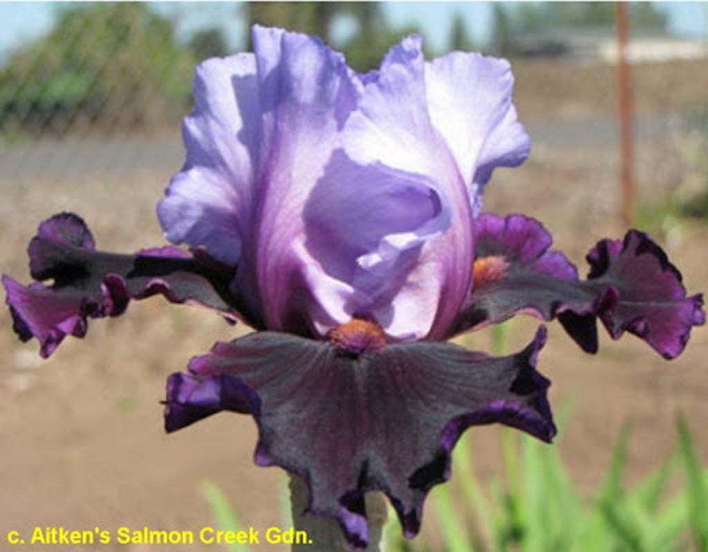 Photo of Border Bearded Iris (Iris 'Blueberry Treats') uploaded by Joy