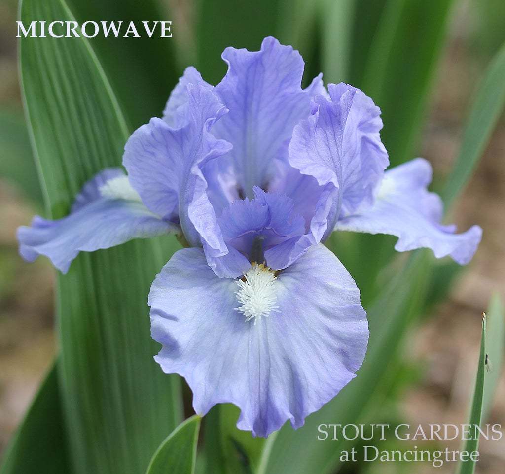 Photo of Standard Dwarf Bearded Iris (Iris 'Microwave') uploaded by Joy