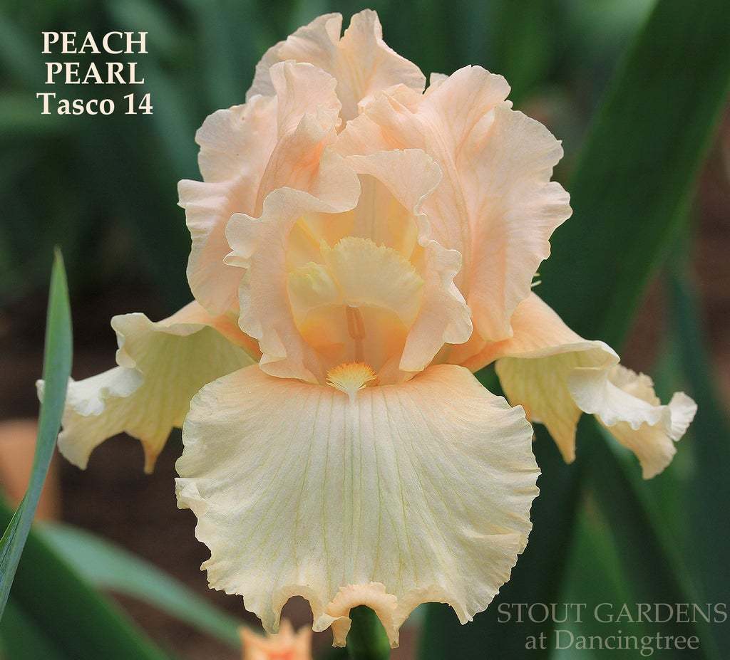 Photo of Tall Bearded Iris (Iris 'Peach Pearl') uploaded by Joy