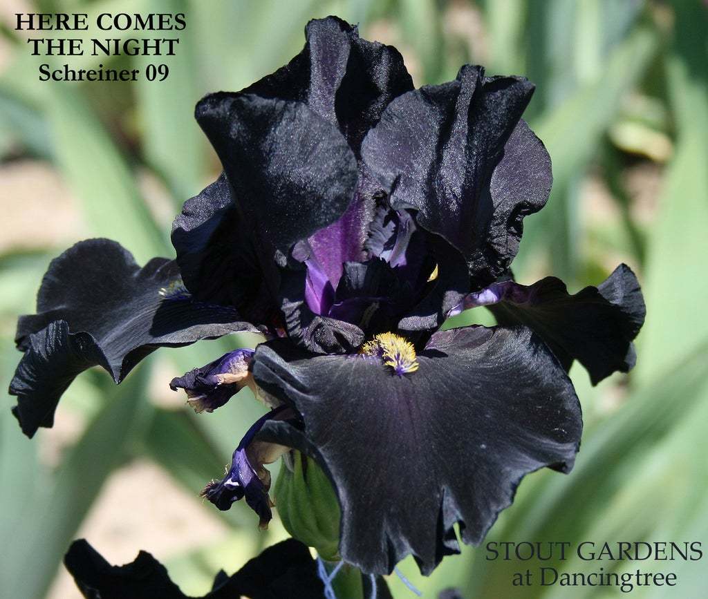 Photo of Tall Bearded Iris (Iris 'Here Comes the Night') uploaded by Joy