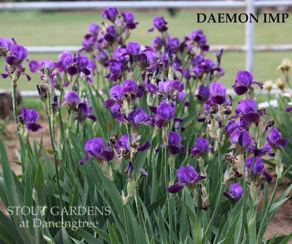 Photo of Miniature Tall Bearded Iris (Iris 'Daemon Imp') uploaded by Joy