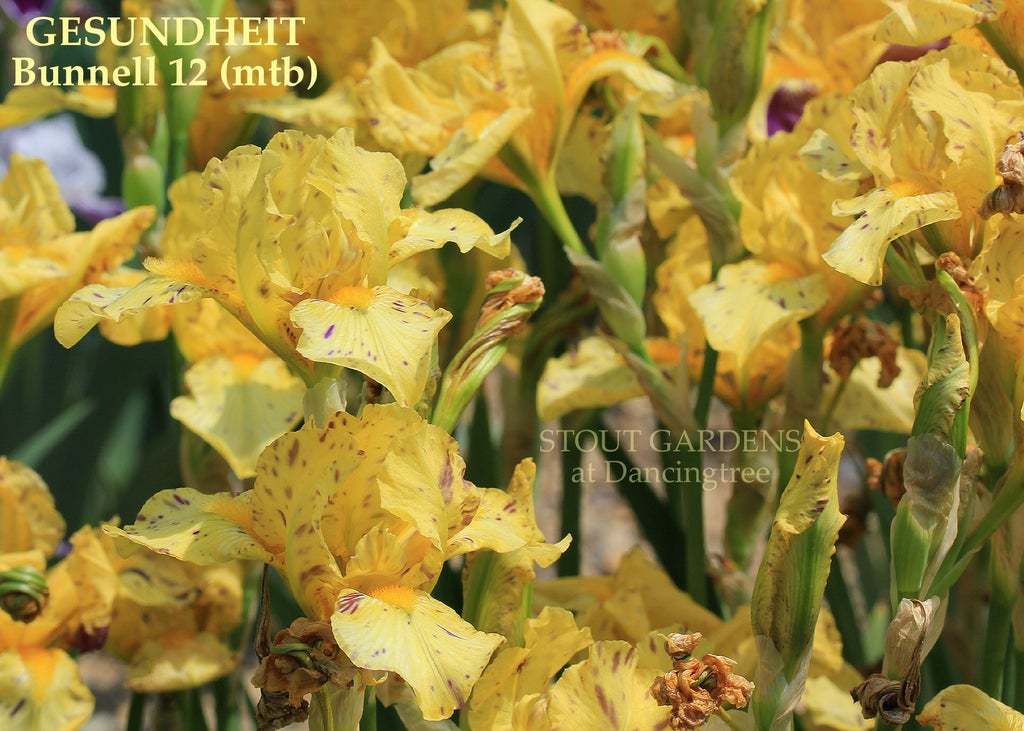 Photo of Miniature Tall Bearded Iris (Iris 'Gesundheit') uploaded by Joy